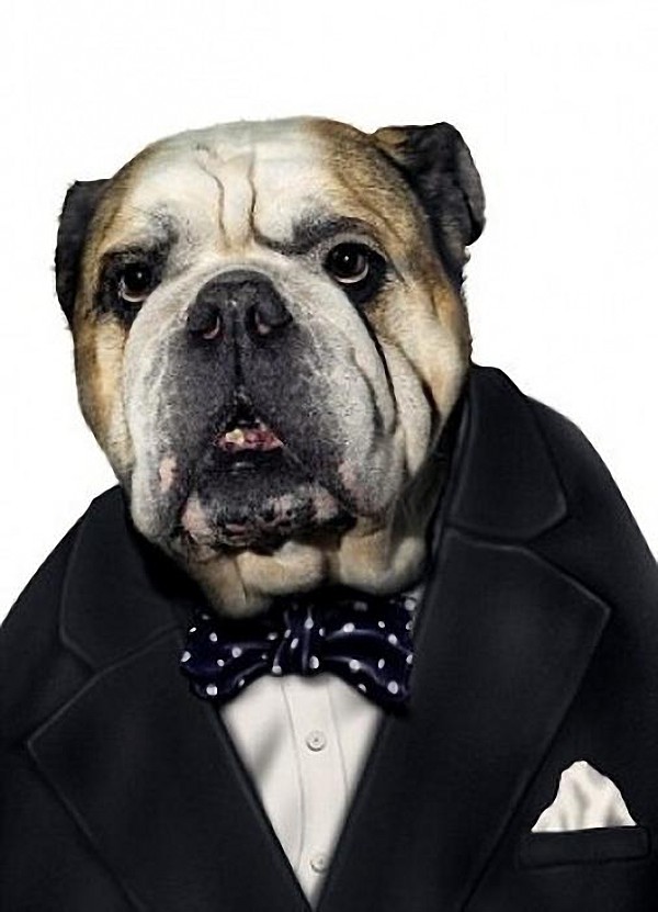 WINSTON CHURCHILL - Dog Disguisefamous person faces celebrity animal funny